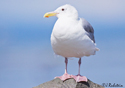 Larus glaucescens